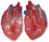 Learning Resources Cross-Section Human Heart Model, 2-Pieces, Grades 2+, Anatomy for Kids