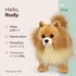 13 Inch 3-14 Bearington Rudy The Pomeranian Plush, Pomeranian Stuffed Animal, for Ages