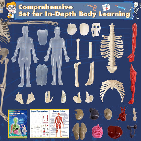 6+ YOFUN Human Body Skeleton Model Kits for Kids,Interactive Anatomy Science Kit Removable Muscles, Organs,Bones,STEM