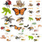 MIKNEKE Montessori Animal Life Cycle Figurines, Plastic Miniature Educational Toys, 6 Count, Ages