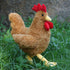 Rooster,10Inches) Apricot Lamb Toys Plush Ginger Rooster Stuffed Animal Soft Cuddly Perfect for Child (Ginger