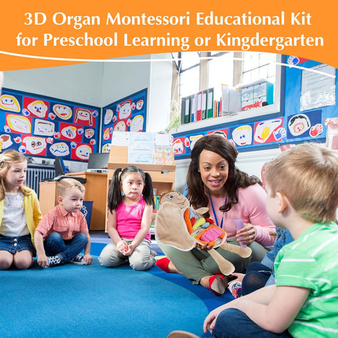 vocheer Human Body Anatomy Toy, Montessori Preschool Educational Organ Plush Toys for Kids, Science Learning Kits