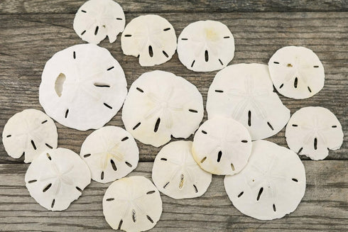 Imperfect Sand Dollars, 2"-3 1/4", 15 Defective Real Sand Dollars, Flawed Quality, Seashell Wedding Crafts, Free