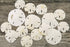 Imperfect Sand Dollars, 2"-3 1/4", 15 Defective Real Sand Dollars, Flawed Quality, Seashell Wedding Crafts, Free