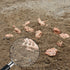 19 PCS Mini Mammal Skull Set, Realistic Dinosaur Bones Playsets for Prehistoric Animals Collection