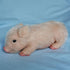 Pig Toys for Girls & Boys, 5 Inch Mini Realistic Silicone Pig, Soft/Chubby Little Pig for Kids, Christmas & Valentine's