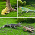 Toymany 12PCS Reptile Animal Figurine Toys Set: Cold Blooded Amphibians, Desert Animal Figures, Gift Party Favor