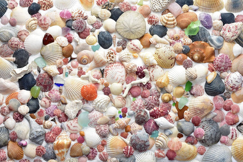 Parachute Puzzles Sea Shore Sea Shells - Seashell and Seashore Beach Jigsaw