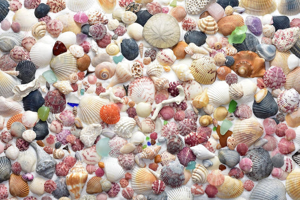 Parachute Puzzles Sea Shore Sea Shells - Seashell and Seashore Beach Jigsaw