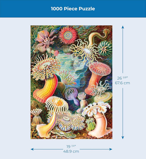 1000 New York Puzzle Company - Vintage Images Sea Anemones - Piece Jigsaw Puzzle for Adults by Ernst Haeckel