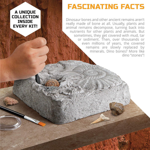 Discovery #MINDBLOWN Colossal Fossil Dig Set, 15-Piece Archeology Excavation Kit, Uncover Real Shark Teeth