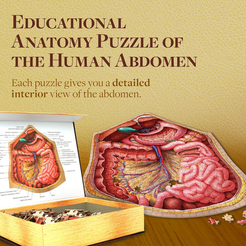 Genius Games Human Abdomen Anatomy Jigsaw Puzzle - Unique Shaped Science Puzzles with Accurate Illustrations