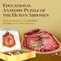 Genius Games Human Abdomen Anatomy Jigsaw Puzzle - Unique Shaped Science Puzzles with Accurate Illustrations