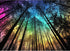 300 Pieces Puzzles for Adults | Aurora Forest Jigsaw Puzzles | Large