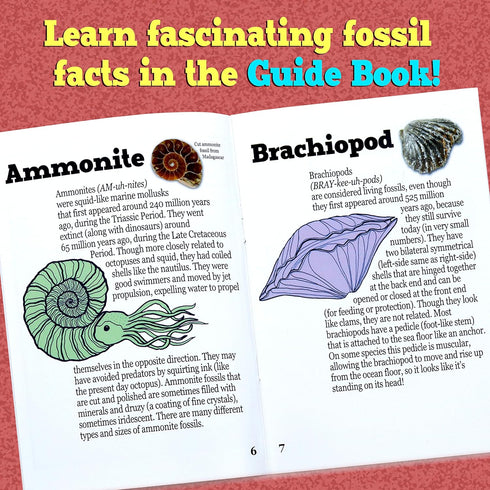 DANCING BEAR Fossil Dig Kit, Excavate 15 Prehistoric Fossils including Real Dinosaur Bones for Kids
