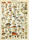 MyPuzzle Champignons - Vintage Art Poster, Adolphe Millot - Premium 1000 Piece Jigsaw Puzzle for Adults