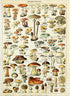 MyPuzzle Champignons - Vintage Art Poster, Adolphe Millot - Premium 1000 Piece Jigsaw Puzzle for Adults