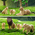 Toymany 6PCS Realistic Lion Figurines - Jungle Animals Family Set with Baby Lions, Educational Toy for Kids