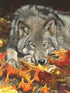 Ceaco Wolf's Contemplation - 500 Piece Jigsaw Puzzle