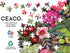 Ceaco - Patiently Waiting - Miriam Bos - 500 Piece Round Jigsaw Puzzle
