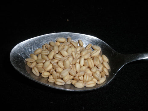 Mulberry Lane Farms 4 Soft White Wheat Berries Pounds Kernels, USDA Certified Organic, Non-GMO Bulk, Product of USA