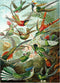MyPuzzle Hummingbirds Vintage Art Poster, Ernst Haeckel - Premium 500 Piece Jigsaw Puzzle for Adults