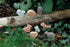 Yellow Door Little Lands – Woodland, Set of 8 Stone Figures for Kids