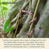 Realistic Fake Rubber Snakes and Lizard Set, Lifelike Reptile Models for Pranks, Garden Decor, Educational Play, 3