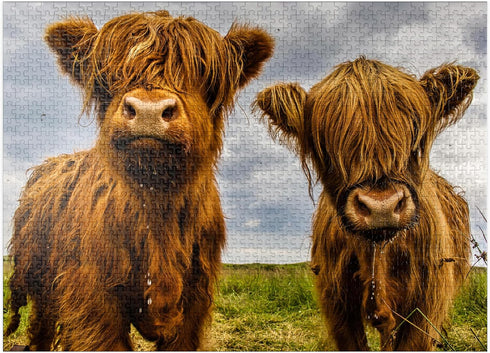 MyPuzzle Two Highland Cows - Premium 1000 Piece Jigsaw Puzzle for Adults