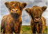 MyPuzzle Two Highland Cows - Premium 1000 Piece Jigsaw Puzzle for Adults