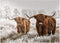 MyPuzzle Hairy Scottish Highland Cattle in A Winter Landscape, Premium 1000 Piece Jigsaw Puzzle