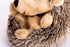 20CM Large Hedgehog Stuffed Animal, 8 Inches Plush Toy Gift for Children and Girlfriend
