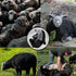 AGRIMONY Cute Shaved Black Sheep Stuffed Animals - Kawaii Lamb Plush Toys, Funny Gifts for Kids Girls Boys