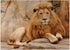 MyPuzzle A Lion Relaxing On A Stone - Premium 1000 Piece Jigsaw Puzzle for Adults