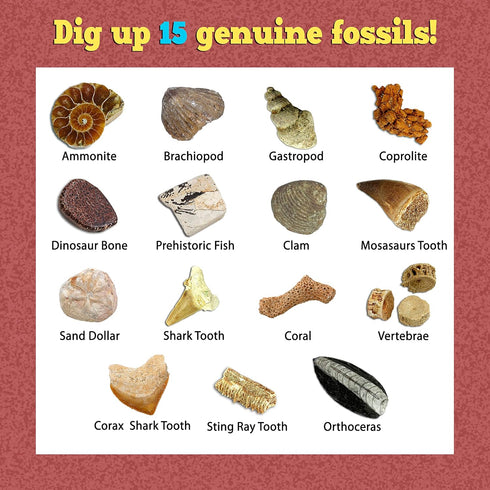 DANCING BEAR Fossil Dig Kit, Excavate 15 Prehistoric Fossils including Real Dinosaur Bones for Kids