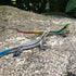 NAKIMO (Set Plastic Lizard Toys Lizard Figurine Realistic Fake Lizards Artificial Model Reptile Toy for Cake Decoration