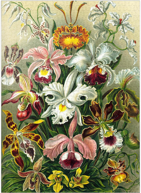 MyPuzzle Orchid - Vintage Art Poster, Ernst Haeckel - Premium 1000 Piece Jigsaw Puzzle for Adults