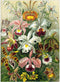 MyPuzzle Orchid - Vintage Art Poster, Ernst Haeckel - Premium 1000 Piece Jigsaw Puzzle for Adults