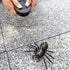 Tipmant Realistic RC Spider Infrared Remote Control Tarantula Animal Vehicle Car Prank Toys Pet Cat Dog Teasing Kid