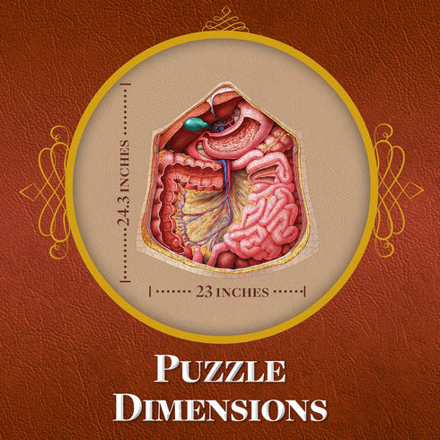 Genius Games Human Abdomen Anatomy Jigsaw Puzzle - Unique Shaped Science Puzzles with Accurate Illustrations