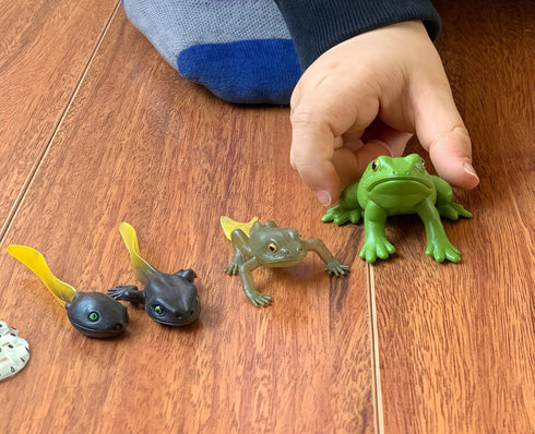 Gemini&Genius Life Cycle of Frog Figurines, Bulk Insect Growth Diary Action Figures, Fun Learning Gifts, Party Favors