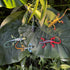 Plastic Lizard Toys - Realistic Rubber Reptile Figures for Halloween Party Decoration, 12Pcs