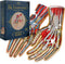 Dr. Livingston's Human Hands Anatomy Puzzle - A Medically Accurate Jigsaw Puzzle