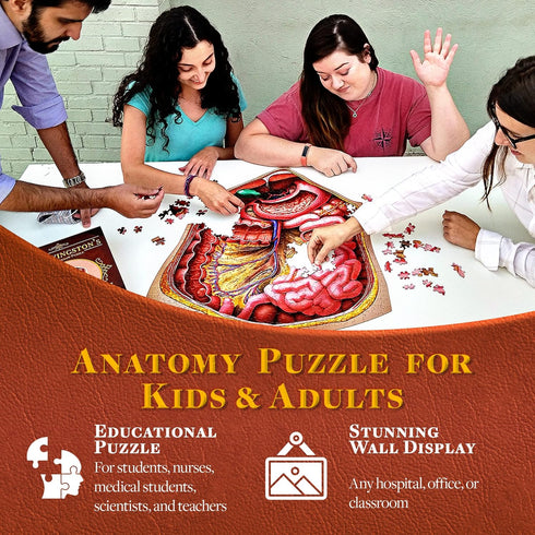 Genius Games Human Abdomen Anatomy Jigsaw Puzzle - Unique Shaped Science Puzzles with Accurate Illustrations