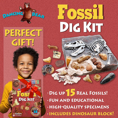 DANCING BEAR Fossil Dig Kit, Excavate 15 Prehistoric Fossils including Real Dinosaur Bones for Kids