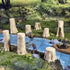 Beech Trees Set of 2