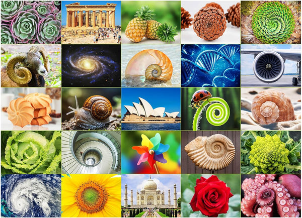 BenBen 1000 Piece Puzzle for Adults, 25 Fibonacci Spirals in Nature, Jigsaw