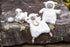 Mary Meyer Luxey Lamb Lovey Soft Toy - 12-Inches, White Lamb