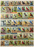 MyPuzzle State Birds Series: 50 State Birds Collage, Vol.1 - Premium 500