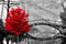 najiaxiaowu Adult Classic Jigsaw Puzzle, 1000 Pieces Wooden DIY Black and White Bridge & Red Tree Home Decor, 75x50cm